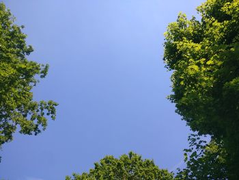 Low angle view of trees against clear blue sky