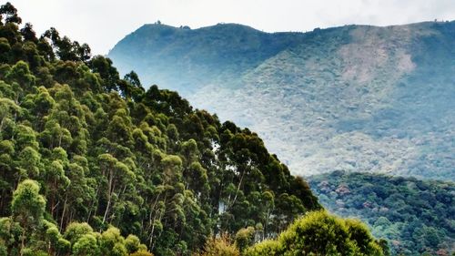 High angle shot of lush landscape