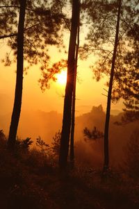 Silhouette trees against sky during sunset