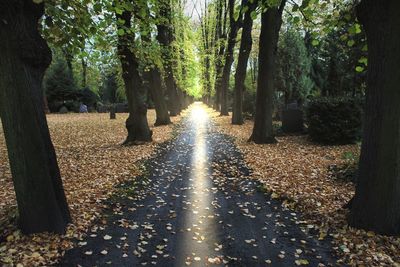 Sunlight falling on footpath amidst trees in forest