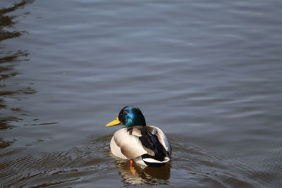 Rear view of duck swimming on lake