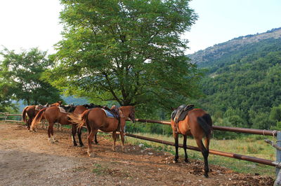 Horses standing in ranch against sky