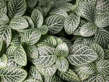 Fittonia albivenis or nerve plant . natural green foliage leaves pattern background.