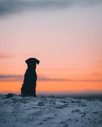 Silhouette dog on rock during sunset