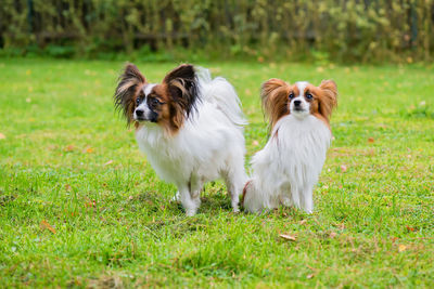 Portrait of a dog on field