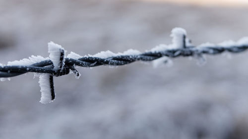 Close-up of frozen barbed wire during winter