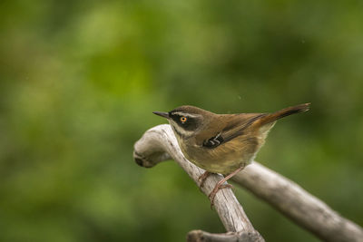 Close-up of bird perching on branch