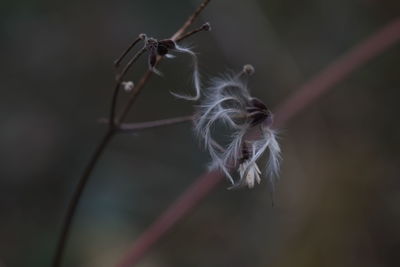 Close-up of wilted plant