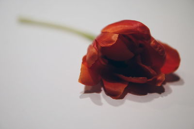 Close-up of rose over white background