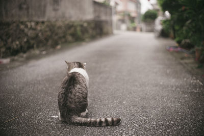 Pictures of relaxed stray cats living on the remote island of miyakojima, okinawa, japan.