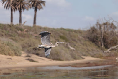 Gray heron flying above beach