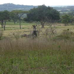 View of sheep on field