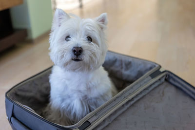 West highland white terrier sits in a travel bag. a white dog in a suitcase