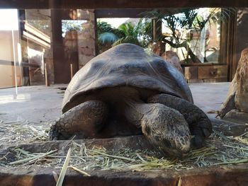 Close-up of a turtle in zoo