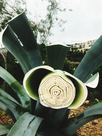 Close-up of succulent plant growing on field