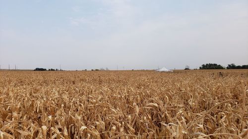 Scenic view of wheat field against sky