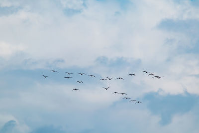 Low angle view of birds flying in sky