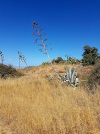 Plants on field against clear blue sky