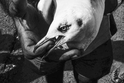 High angle view of close-up of bird