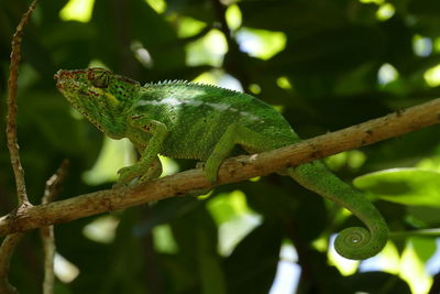 Close-up of lizard on tree