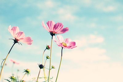 Low angle view of pink cosmos flowers against sky