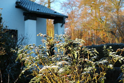 Close-up of plant against building