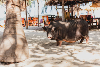 Large black pig walking on a the beach.
