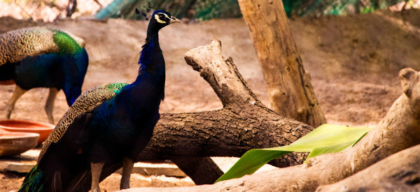 Close-up of peacock perching on branch