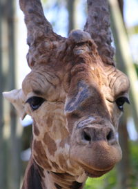 Close-up of an animal against blurred background