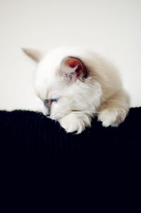 White kitten looking down at home