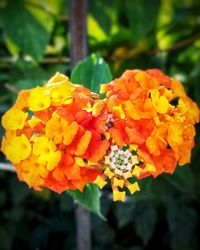 Close-up of orange marigold flowers