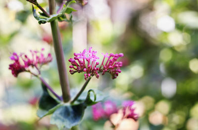 Beautiful red flowers of red valerian -centranthus ruber or spur valerian or devil's beard -