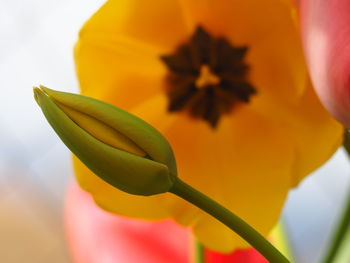 Close-up of yellow flowering plant