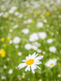 Close-up of white daisy flower on field