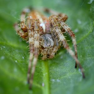 Close-up of spider