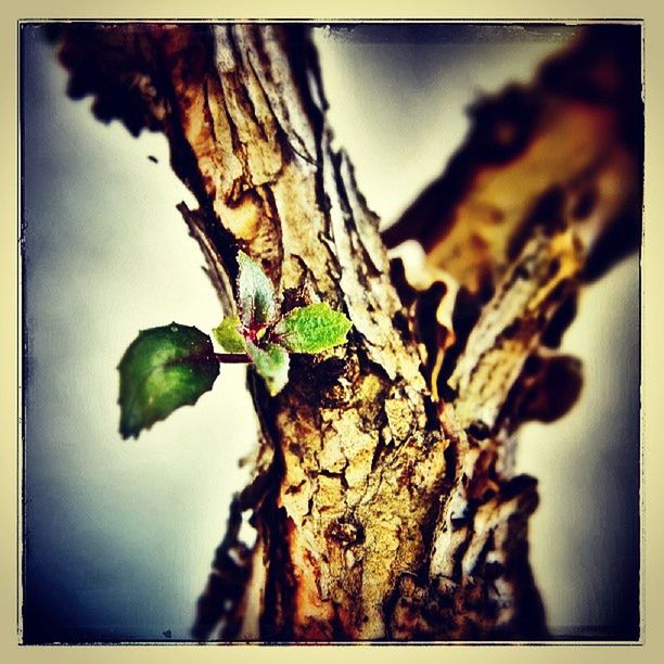 transfer print, auto post production filter, tree, close-up, tree trunk, branch, growth, nature, wood - material, focus on foreground, leaf, low angle view, sky, outdoors, no people, day, textured, dead plant, plant, wood