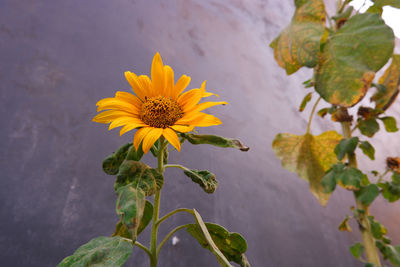 Close-up of yellow flowering plant