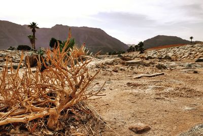 Plants growing on land against sky