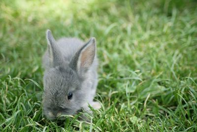 Close-up of a rabbit on field