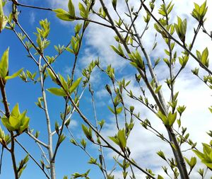 Low angle view of plants against blue sky