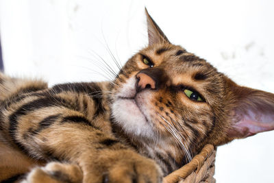 Close-up of cat looking away