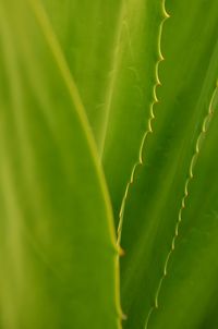 Close-up of succulent plant leaves