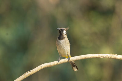 Close-up of bird perching on branch