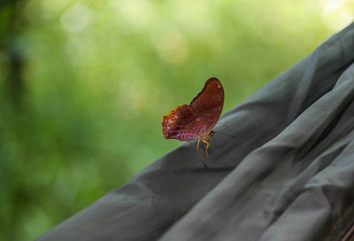 Close-up of insect on leaf