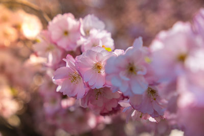 Pink violet flowers of cherry blossom on cherry tree close up. blossoming petals of cherry flower