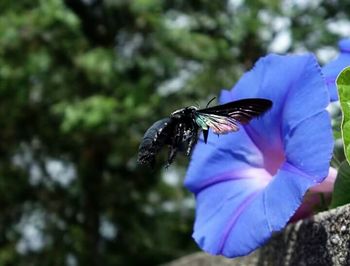 Close-up of butterfly pollinating flower