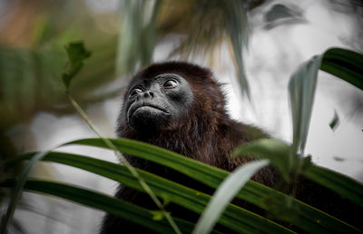 Close-up of monkey