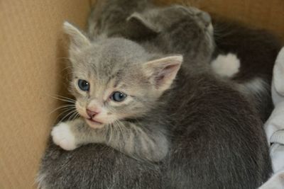 Close-up portrait of cute cat