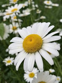 Close-up of white daisy