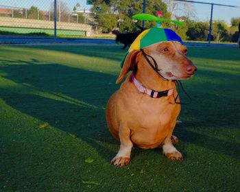 Dog looking away on field